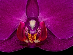 Orchid 21-4789